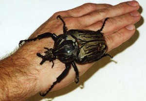goliath-beetle